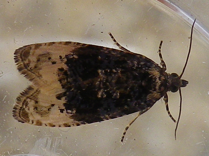 Hedya ochroleucana &copy; HALLART Guénael