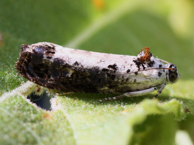 Hedya salicella &copy; LETHEVE Xavier