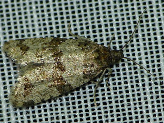 Isotrias rectifasciana &copy; BARBIER Simon