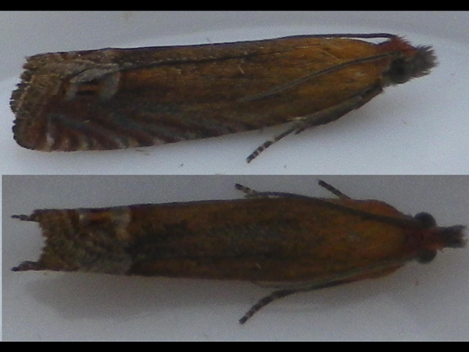 Lathronympha strigana &copy; HALLART Guénael