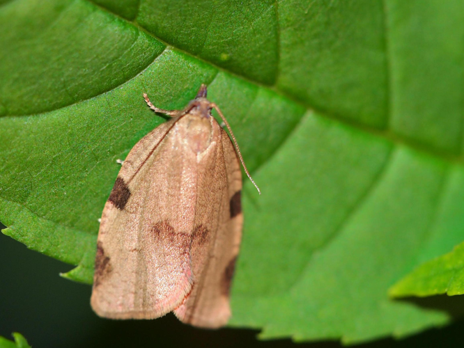 Lozotaenia forsterana &copy; GUILLEMOT Arlette