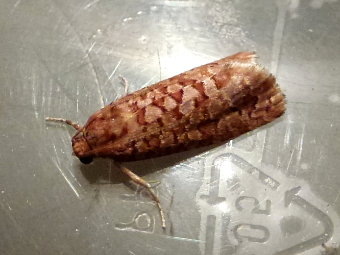 Lozotaeniodes formosana &copy; MAILLIER Sébastien