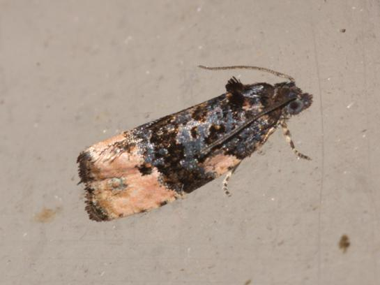 Metendothenia atropunctana &copy; DANTEN Benoit