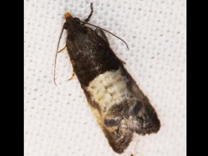 Notocelia cynosbatella &copy; LETHEVE Xavier