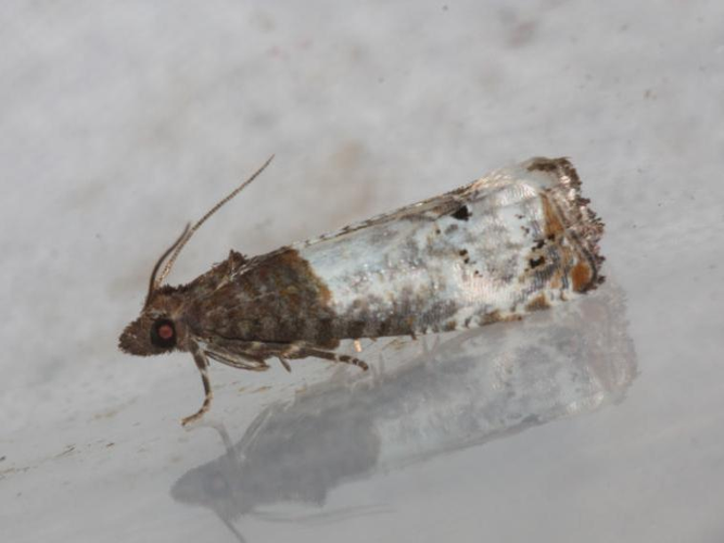 Notocelia roborana &copy; DANTEN Benoit