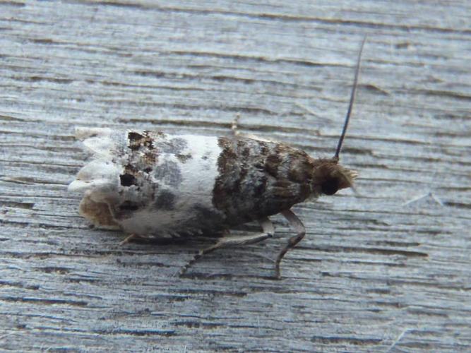 Notocelia rosaecolana &copy; HALLART Guénael