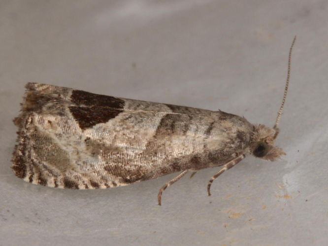 Notocelia uddmanniana &copy; LETHEVE Xavier