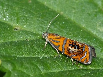 Olethreutes arcuella © BARBIER Simon