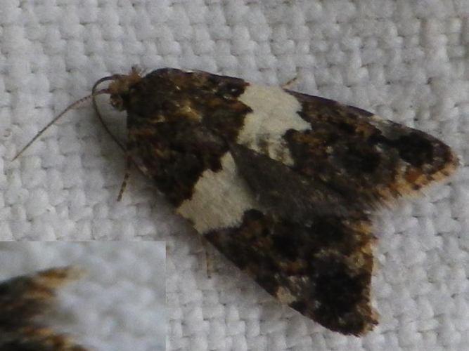 Olindia schumacherana &copy; HALLART Guénael