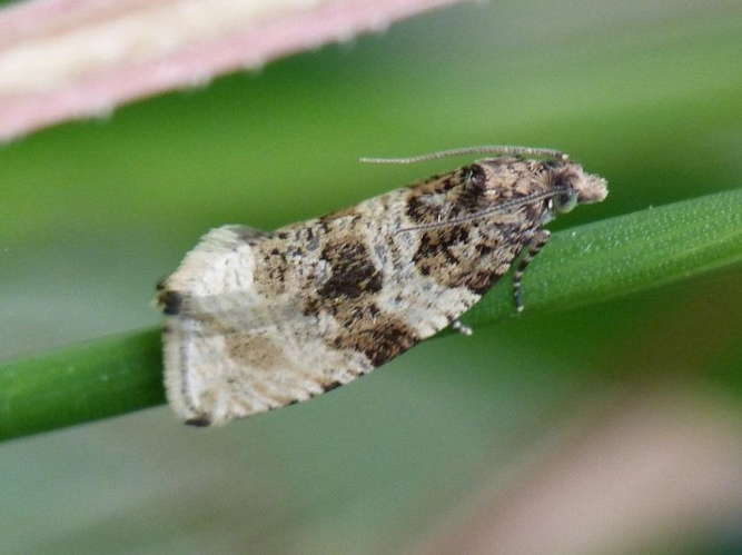 Orthotaenia undulana &copy; BARBIER Simon