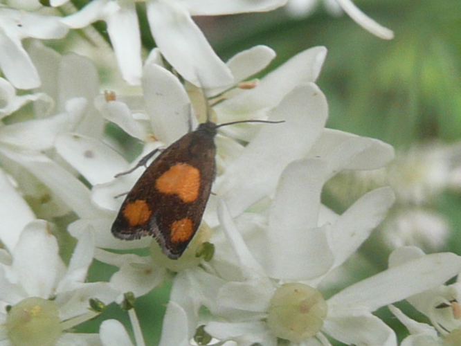 Pammene aurana © MAILLIER Sébastien