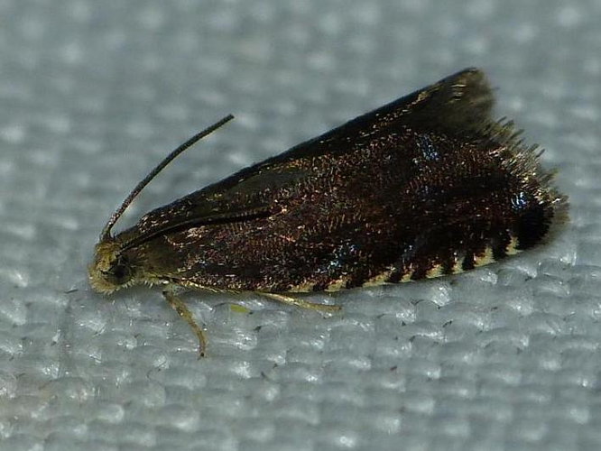 Pammene germmana &copy; BARBIER Simon