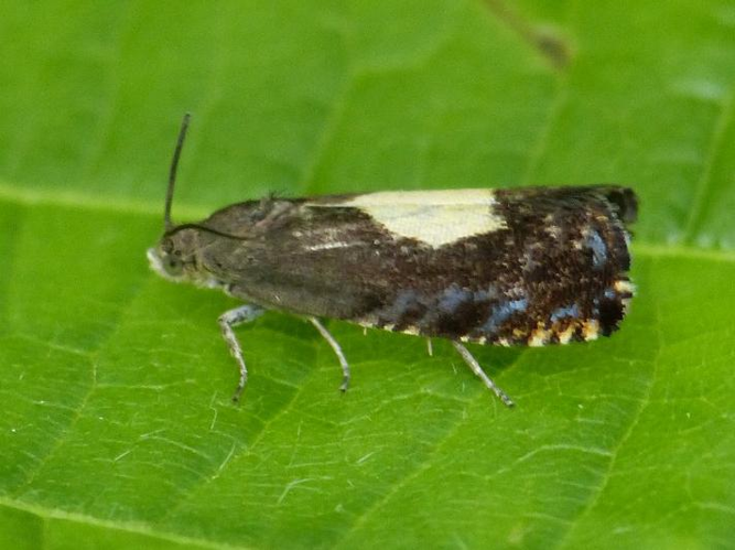 Pammene regiana &copy; BARBIER Simon