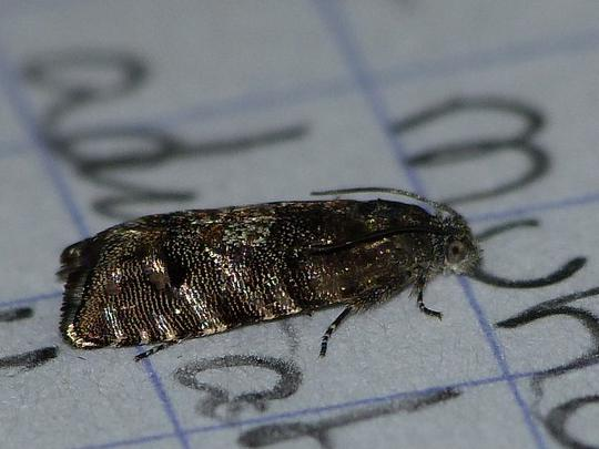 Pammene splendidulana &copy; BARBIER Simon