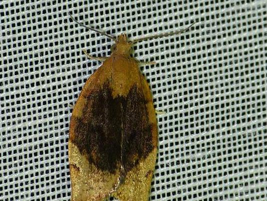 Pandemis cerasana &copy; BARBIER Simon