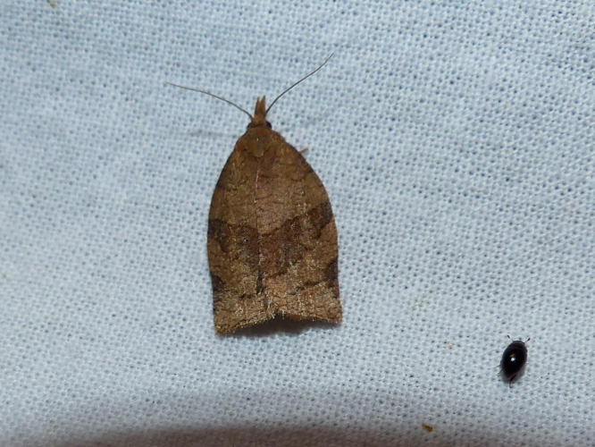 Pandemis dumetana &copy; DEROZIER Carole