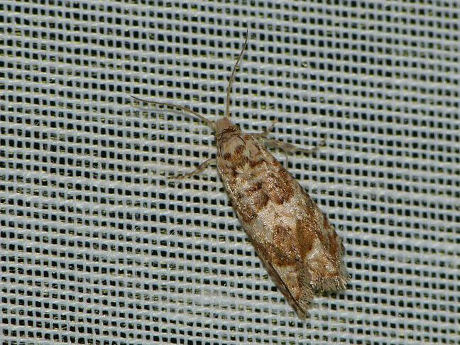 Pelochrista hepatariana &copy; BARBIER Simon