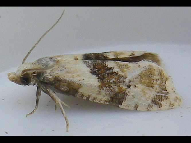 Phalonidia manniana &copy; HALLART Guénael