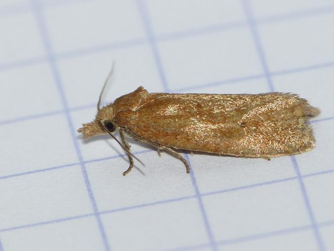 Phtheochroa inopiana &copy; BARBIER Simon