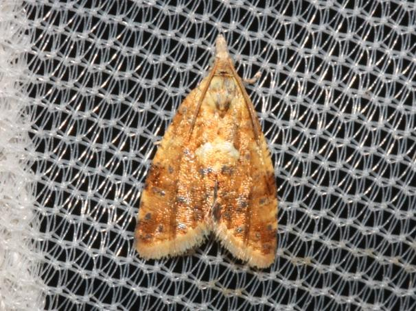 Pseudargyrotoza conwagana &copy; DANTEN Benoit