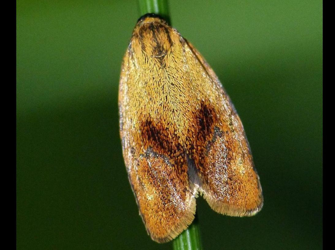 Ptycholoma lecheana &copy; LETHEVE Xavier