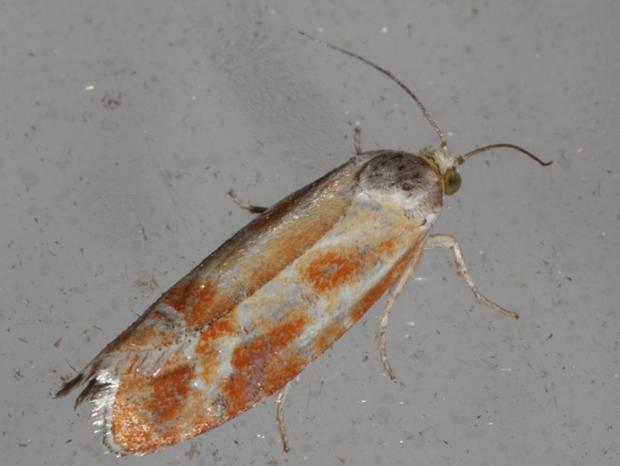 Rhyacionia buoliana &copy; DANTEN Benoit