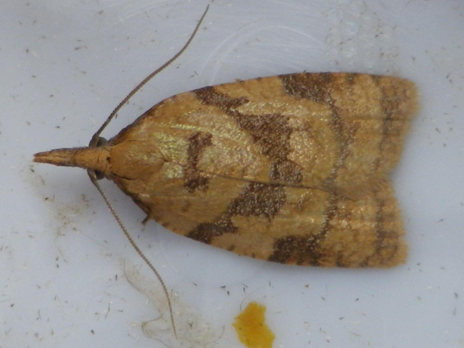 Sparganothis pilleriana &copy; HALLART Guénael