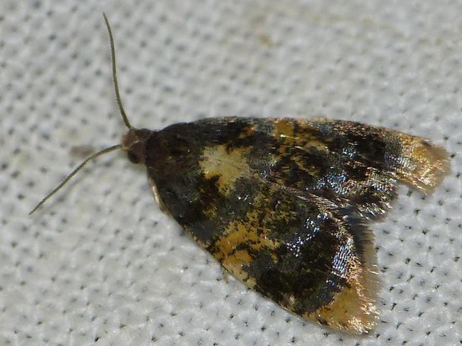 Spatalistis bifasciana &copy; BARBIER Simon