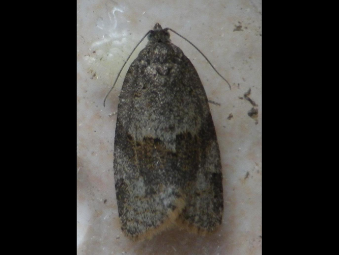 Syndemis musculana &copy; HALLART Guénael