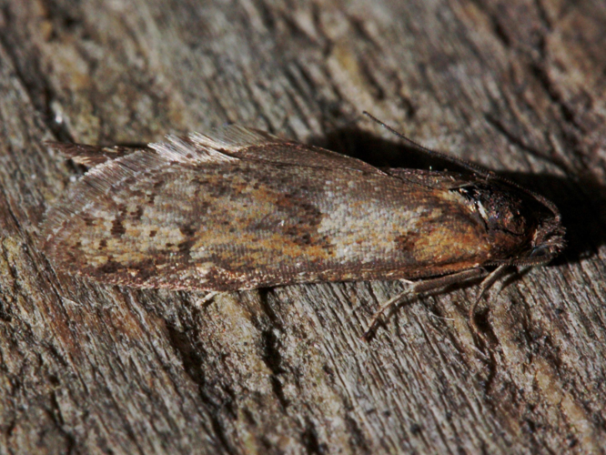 Tortricodes alternella &copy; LETHEVE Xavier