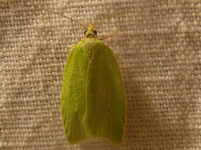 Tortrix viridana &copy; MAILLIER Sébastien
