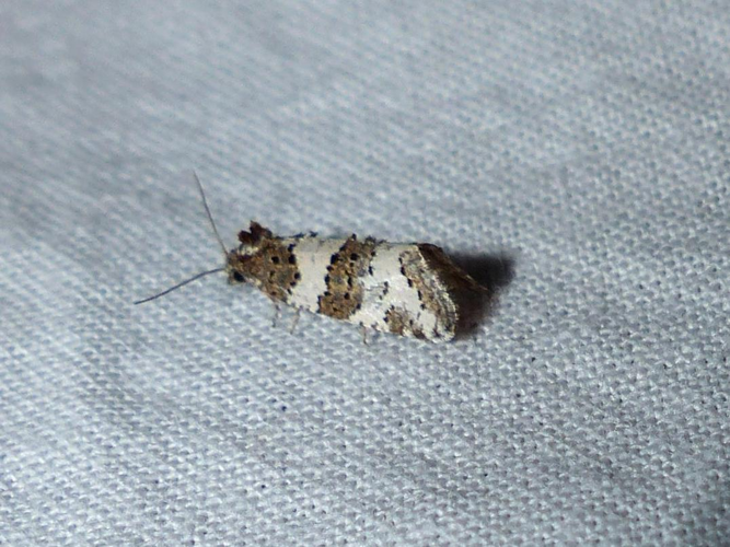 Xerocnephasia rigana &copy; DEROZIER Carole