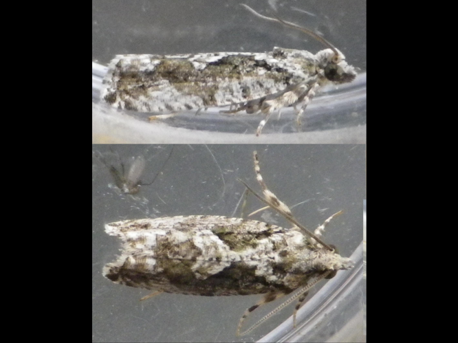 Zeiraphera isertana &copy; HALLART Guénael