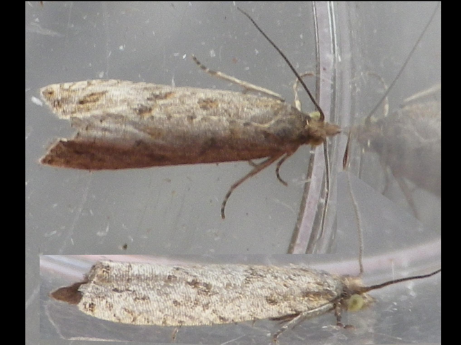 Bactra lancealana &copy; HALLART Guénael