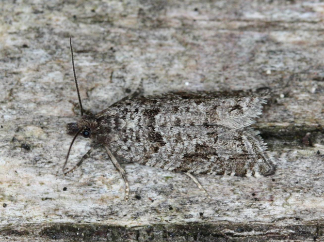 Rhopobota stagnana &copy; LETHEVE Xavier