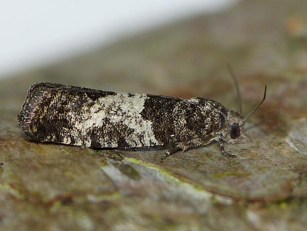 Spilonota laricana &copy; BARBIER Simon