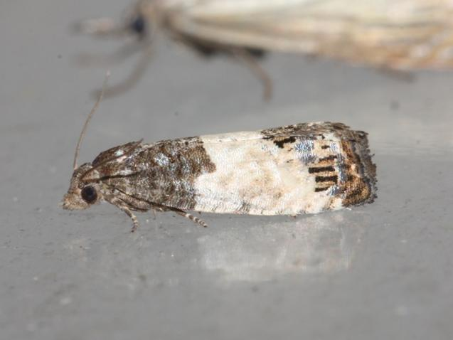 Spilonota ocellana &copy; DANTEN Benoit