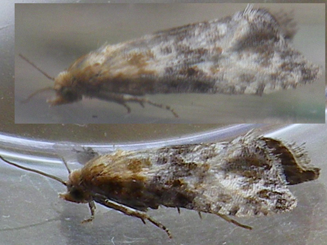 Lobesia littoralis &copy; HALLART Guénael