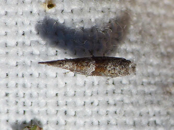 Cedestis subfasciella &copy; BARBIER Simon