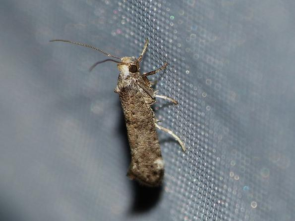 Paraswammerdamia nebulella &copy; BARBIER Simon