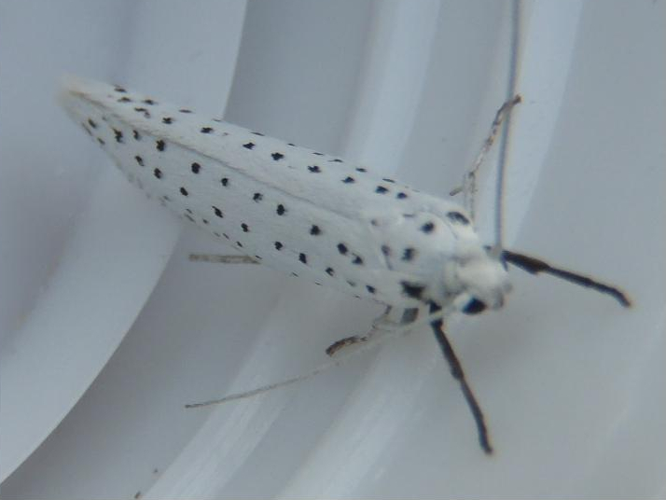Yponomeuta evonymella &copy; HALLART Guénael
