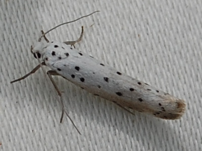 Yponomeuta padella &copy; VANSTEENE Nicolas