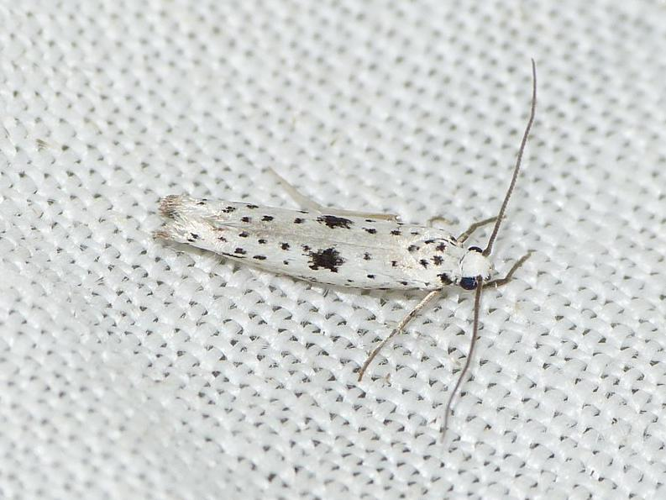 Yponomeuta plumbella &copy; BARBIER Simon