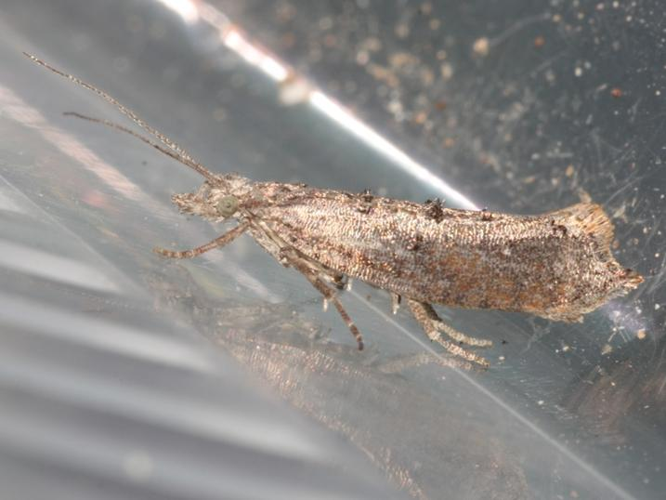 Ypsolopha horridella &copy; DANTEN Benoit