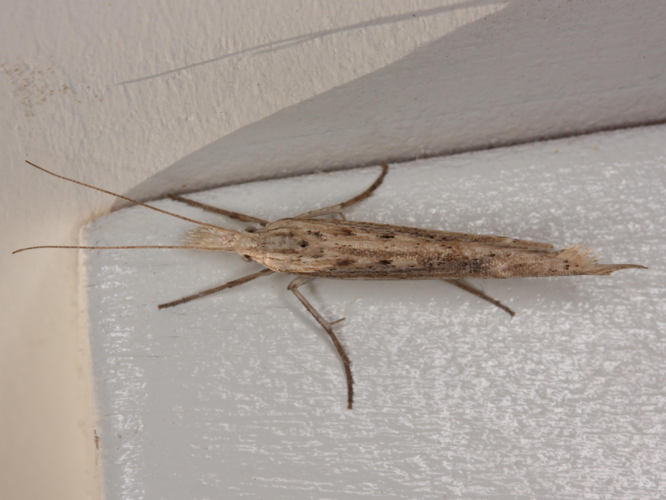 Ypsolopha mucronella &copy; LETHEVE Xavier