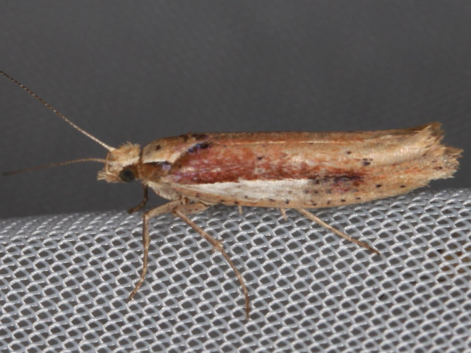 Ypsolopha parenthesella &copy; LETHEVE Xavier