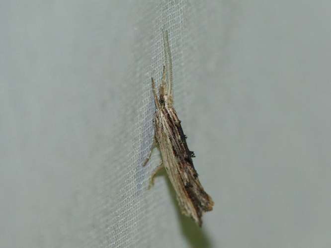 Ypsolopha scabrella &copy; BARBIER Simon