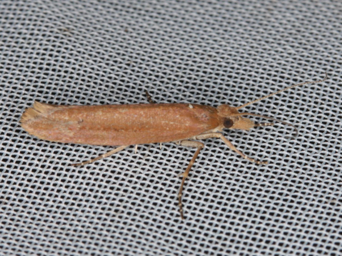 Ypsolopha ustella &copy; LETHEVE Xavier