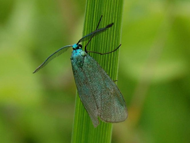 Jordanita globulariae &copy; VANSTEENE Nicolas
