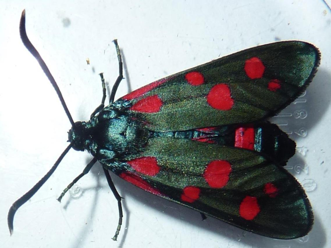 Zygaena ephialtes &copy; LEBEAU Catherine